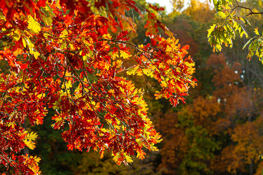 An autumn concept featuring image of a maple tree branch with vibrant colored leaves. In the background there is a forest with red, orange green trees.  Sunlight reveals the fall colors in harmony.