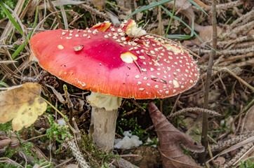 Fliegenpilz im Wald. 