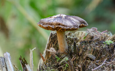 Pilz  im Wald an einen toten Baumstamm