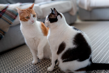 dos gatos domesticos juegan juntos sobre la alfombra 4