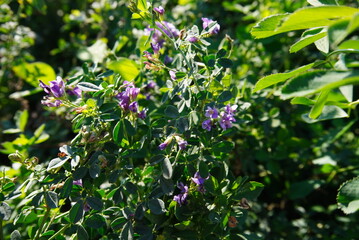 flowers in the garden