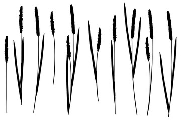 Reeds  silhouettes set on white background © Julia