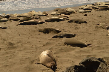 Fototapeta premium Road tripping and camping along Big Sur and the stunning coastal road Highway 1 in California, USA
