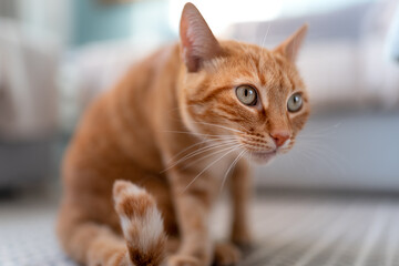 Primer plano. Gato atigrado de color marron con ojos verdes sentado sobre la alfombra