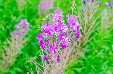 Obraz premium wildflowers on a background of green grass