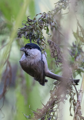 Marsh tit hanging from food source