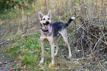 Happy brown and white short-haired mongrel dog with open mouth is walking in autumn park.