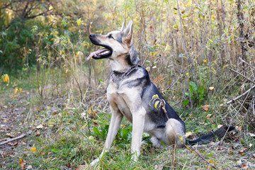 Brown and white short-haired mongrel dog with open mouth is sitting on autumn grass and leaves in autumn park.