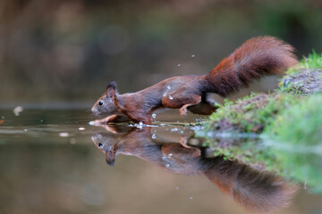Eurasian red squirrel (Sciurus vulgaris) searching for food in autumn in a pool in the forest of Drunen, Noord Brabant in the Netherlands.