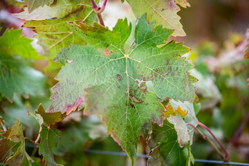 Vino, viña, uva, vid, vendimia, otoño, estación, recogida, fruto, tinto, claro, mosto.