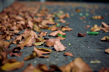 Autumn leaves on the road at empty city street