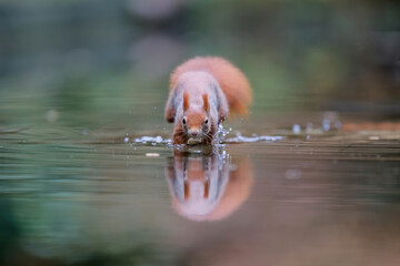 Eurasian red squirrel (Sciurus vulgaris) searching for food in autumn in a pool in the forest of Drunen, Noord Brabant in the Netherlands.