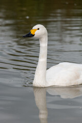 Portrait of a Bewicks swan (cygnus columbianus) swimming in the water