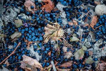 Vino, viña, uva, vid, vendimia, otoño, estación, recogida, fruto, tinto, claro, mosto.