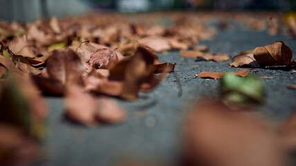 Autumn leaves on the road at empty city street