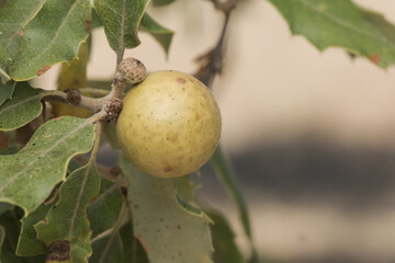 Obraz premium Andricus kollari marble galls ball-shaped outgrowths that appear on holm oaks caused by a small wasp that protects and develops inside them, green when young