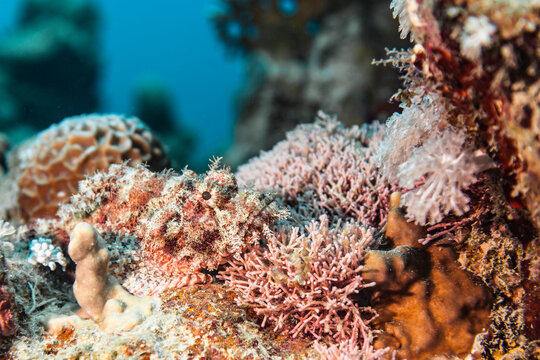 Seascape of coral reef in Red Sea / Egypt with Scorpionfish and coral
