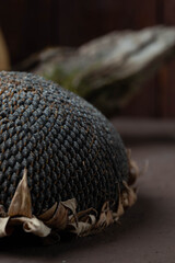 ripe sunflower