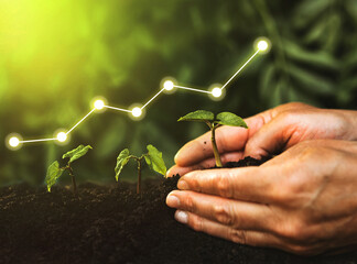 Concept of business growth, profit, development and success. Hand planting seedling growing step in...
