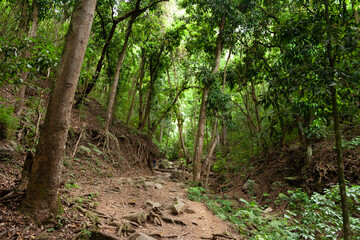 Naklejka na ściany i meble Spectacular green trail, surrounded by mountain vegetation in Sabas Nieves, El Avila Waraira Repano National Park mountain, Caracas,Venezuela.