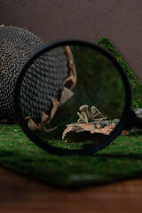 insects through a magnifying glass