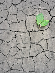 cracked earth in the ground