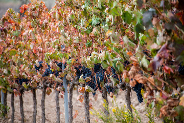 Vino, viña, uva, vid, vendimia, otoño, estación, recogida, fruto, tinto, claro, mosto.
