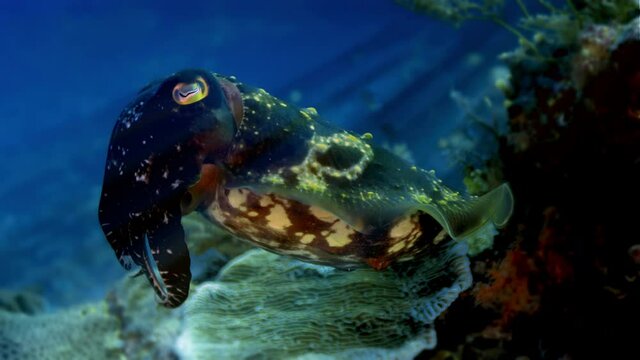 Needle cuttlefish (Sepia aculeata (Lat)) is hovering over a coral with raised tentacles, Raja Ampat, Indonesia