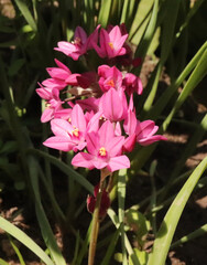Allium oreophilum a flowering herb in the organic garden. Common name pink lily leek. Nature concept.