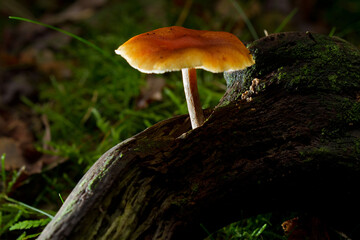 Sulphur Tuft mushroom growing on the rotting branch of a tree, illuminated by the last sunlight
