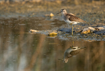 Wood Sandpiper and dramatic reflection at Asker marsh, Bahrain