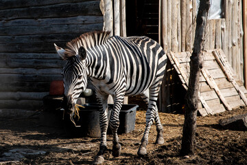 A zebra walking towards the camera. A wire fence in the background. Zebra in a zoo captivity.