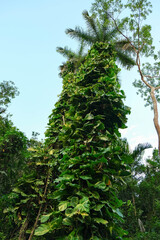 Plant growing over a tree