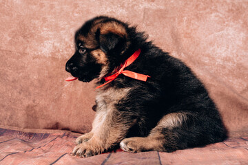 German shepherd kennel, a young thoroughbred dog. Beautiful little black and red German shepherd puppy on a light background with a red ribbon collar.