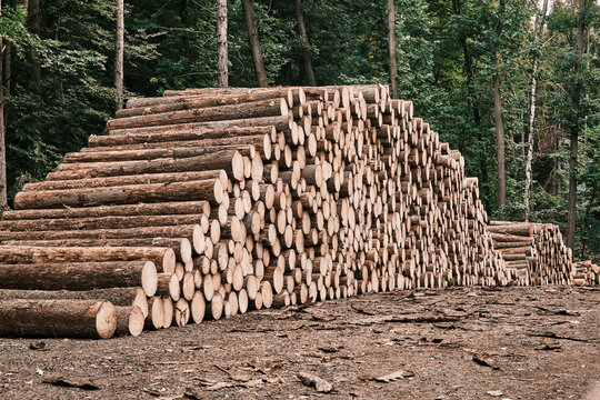 Freshly cut tree wooden logs in the forest waiting for transportation and processing. Timber logging. Close up of the trunks of felled trees.