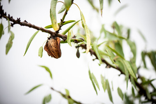 Almendros, Almendra, cascara, recogida, cascar