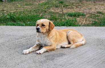 
Black and white puppies on asphalt in summer