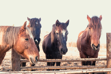 Five rural horses at the feeder behind the fence