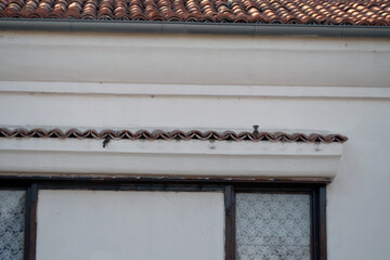 A row of dark grey pigeons sitting on a tiled roof and a white pigeon sitting alone below on a window sill;