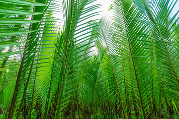 Plakat Rain forest banner background. Green palm leaves in tropical rainforest. Dioon edule Plant, also known as chestnut dioon, palma de la virgen, Cycad palm