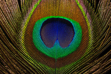Beautiful exotic peacock feather on white background with copy space.
