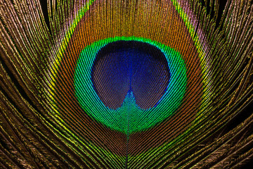Obraz premium Beautiful exotic peacock feather on white background with copy space.