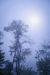 Autumn landscape morning forest in the sun. Majestic view of trees in the fog. Vertical image.