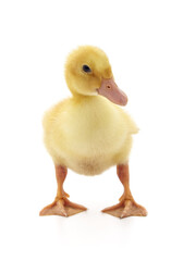 One little duckling.