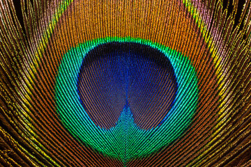 Fototapeta premium Beautiful exotic peacock feather on white background with copy space.