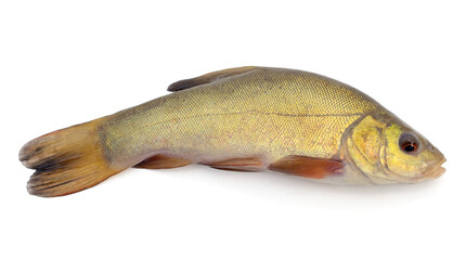 Big fresh fish.