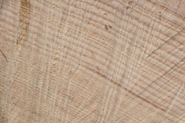 Close-up on tree rings on the section of its trunk