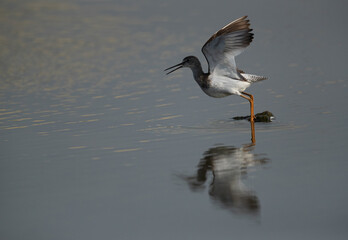 Redshanks takeoff at Asker Marsh, Bahrain