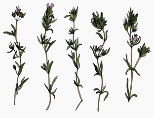 Thyme herbs set. White background, isolate. Stock illustration.