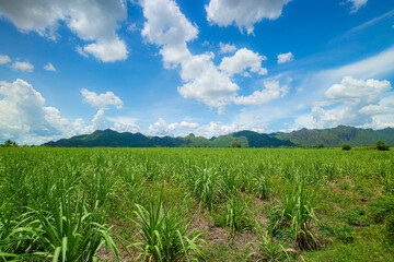 Beautiful view of farmland with sugar cane in the cane fields with mountain background. Nature and agriculture concept.
